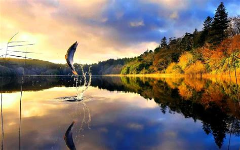 Fly Fishing Wallpapers - Top Free Fly Fishing Backgrounds - WallpaperAccess