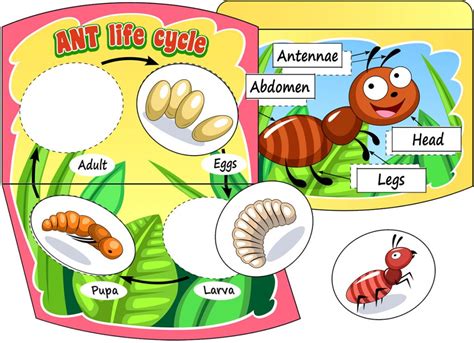 Ant Life Cycle DIY Book and Worksheet. TeachersMag.com