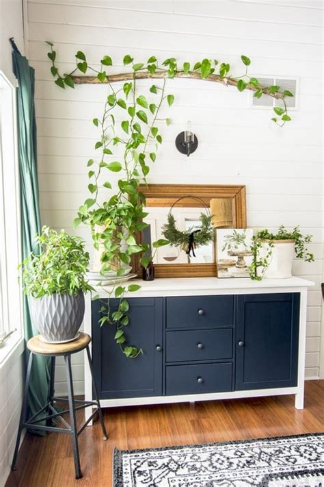 26 Indoor Climbers Pictures Inspiration for Houseplant Growers