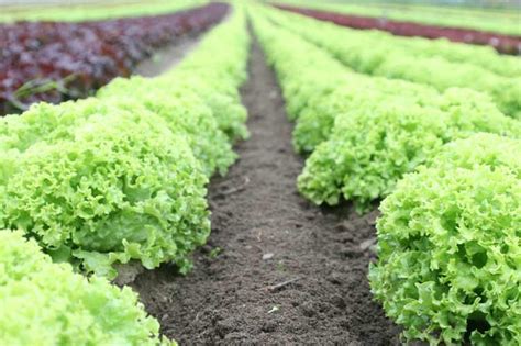 Lettuce Companion Planting Chart - Companion Planting Chart