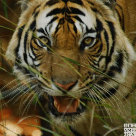 Tiger GIFs - Find & Share on GIPHY