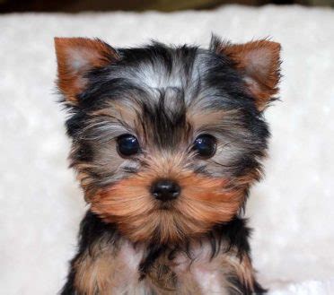 Everything You Need to Know About the Teacup Yorkie - Animalso