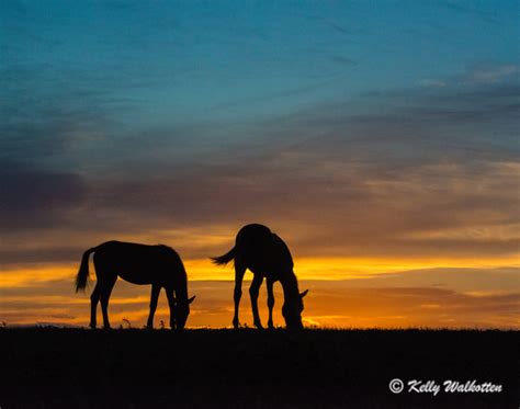 Wild Horses at Sunset