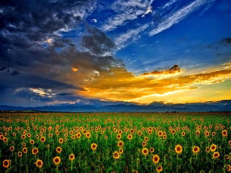 Sunflower Field Wallpapers - Wallpaper Cave