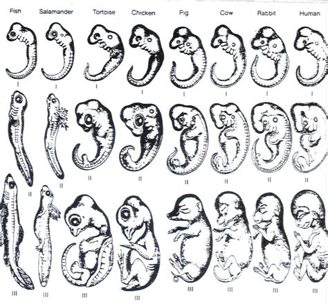 embryo-compare