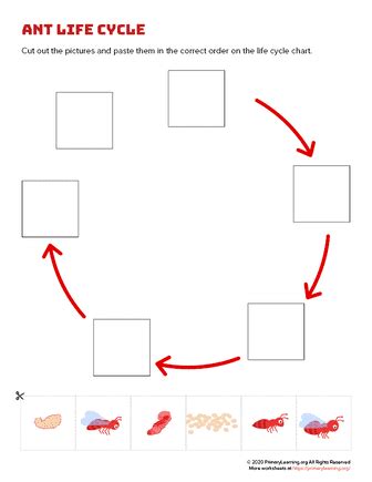 Ant Life Cycle - Cut and Paste | PrimaryLearning.Org