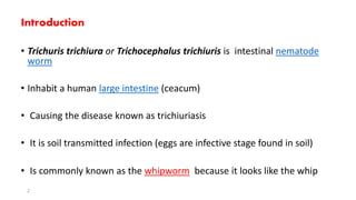 Trichuris trichiura | PPT