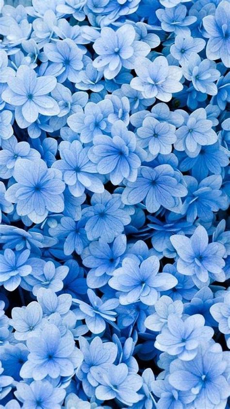 Blue Flowers Phone Wallpapers - Top Free Blue Flowers Phone Backgrounds - WallpaperAccess