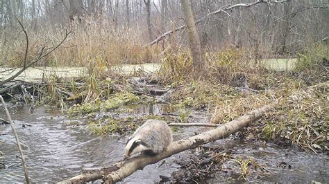 Abundant wildlife populations are living in Chernobyl, study reveals