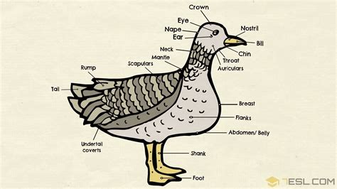 Parts of a Duck in English with Pictures • 7ESL