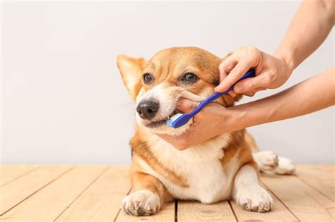 How To Stop Periodontal Disease in Dogs | Poway Vets