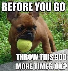 40 Tennis Ball Memes - Easy Family Fun- Games, Trivia, and Jokes