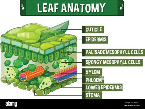 Internal structure of leaf diagram illustration Stock Vector Image & Art - Alamy