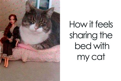 50 Relatable Cat Memes You’ll Probably Wish You Could Tag Your Cat In | Bored Panda