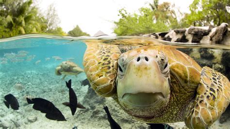 Tortue Full HD Fond d'écran and Arrière-Plan | 1920x1080 | ID:350313