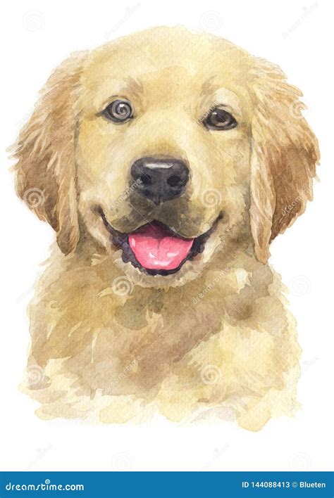 Water Colour Painting of Golden Retriever [Puppy] 069 Stock Image - Image of doggies, agility ...