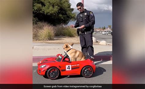 Watch: Pet Corgi Dog Runs Away From Cops Driving Toy Car, Leaves Internet In Splits