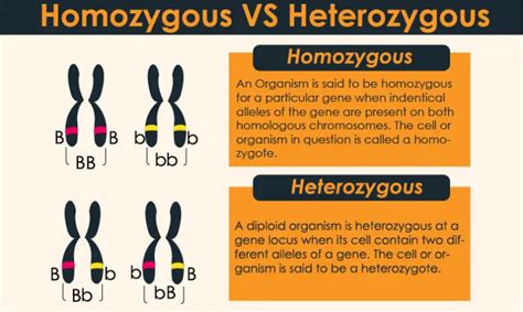 What is the Difference between heterozygous and homozygous individuals? – 24 Hours Of Biology