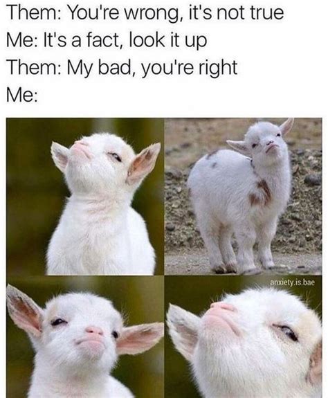 15 Sheep Memes | Funny animal memes, Funny relatable memes, Funny animals