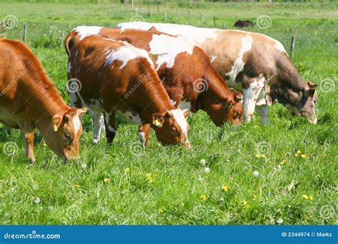 Cows Eating Grass Stock Images - Image: 2344974