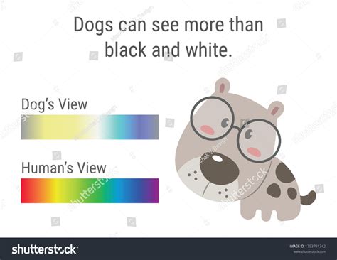 Dog Vision Spectrum Infographics Dog Color Stock Vector (Royalty Free) 1793791342 | Shutterstock