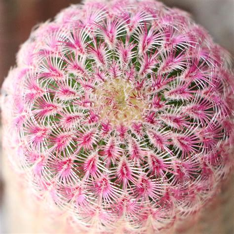 9 Rare Cacti For Bold Cactus Collectors | Succulent City