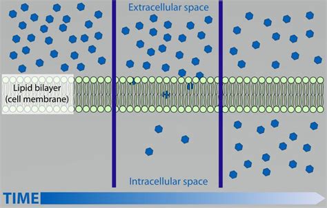 Simple Diffusion - Definition and Examples - Biology Online Dictionary