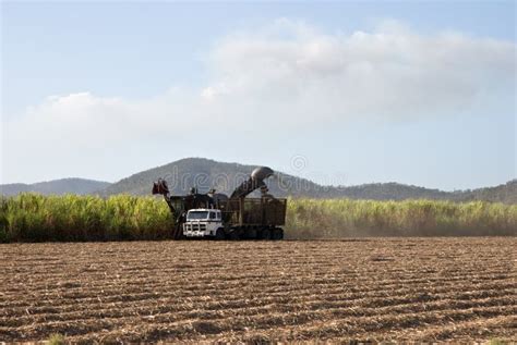 Sugar cane harvesting stock image. Image of crop, hrvesting - 8483063