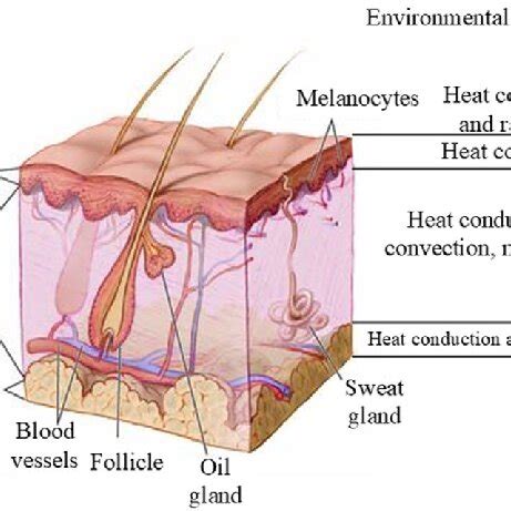 Tidal volume of some abnormal breathing patterns: a) Cheyne-Stokes... | Download Scientific Diagram