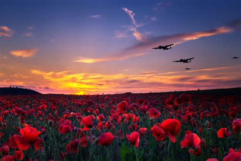 The History of Memorial Day Poppies | Bouqs Blog