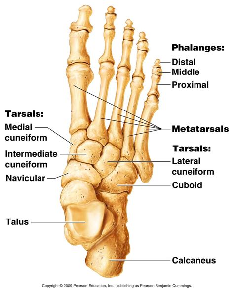 Human Foot Bones Diagram Labeled