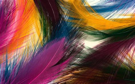 Colorful Feather HD desktop wallpaper : Widescreen : High Definition : Fullscreen