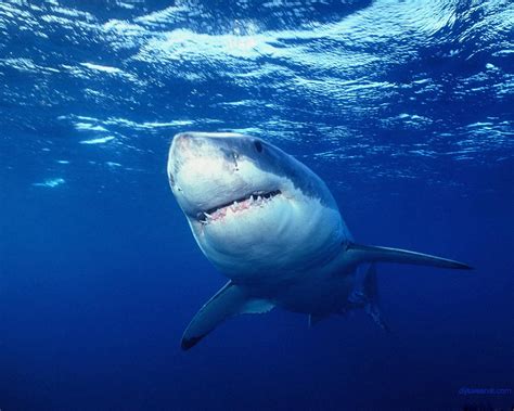 Amazing Great White Shark Facts - Great White Shark Photos, Information, Habitats, News ~ The X ...