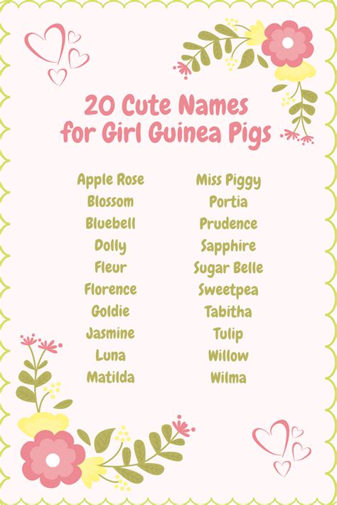 Over 450 Guinea Pig Names | Cute Names for Boys, Girls & Pairs | Guinea pigs, Cute guinea pigs ...