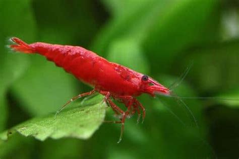 Cherry Shrimp Tank Mates - 12 Best (And 5 To Avoid!) - AquariumStoreDepot