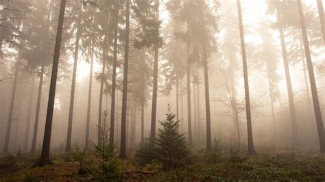 Foggy Forest Wallpapers - Wallpaper Cave