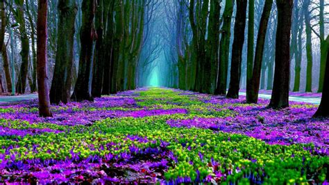 Purple Forest Wallpapers - Top Free Purple Forest Backgrounds - WallpaperAccess