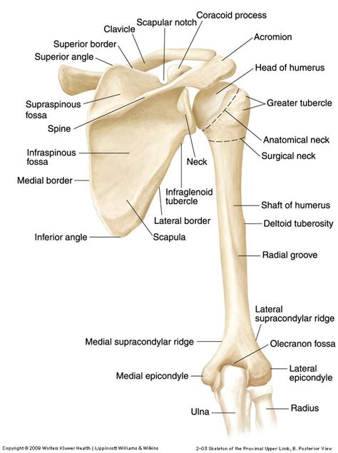 Shoulder - L | Human bones anatomy, Scapula, Anatomy bones