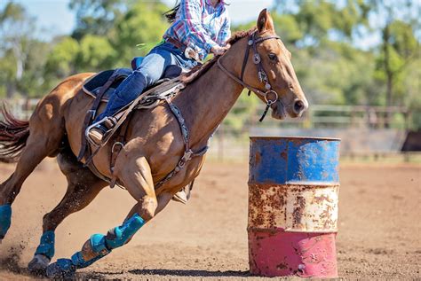 Feeding the Performance Horse - Barrel Horse News