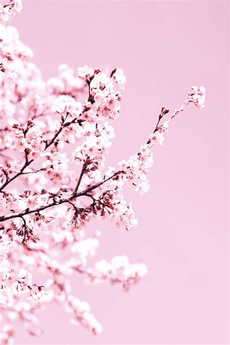 Light Pink Cherry Blossoms On Pink Background Pictures, Photos, and Images for Facebook, Tumblr ...