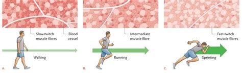 Skeletal Muscle Fibre Types