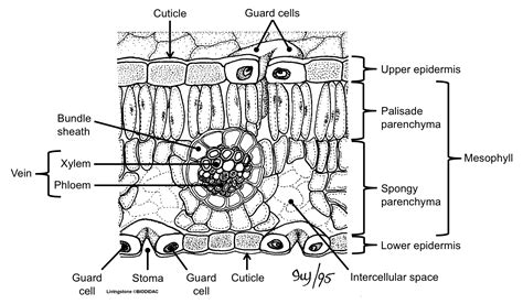 Leaf Structure Diagram