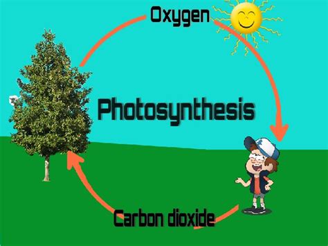 What is Oxygen Cycle / Oxygen Cycle - STUDY 24 - Free Nursing Notes