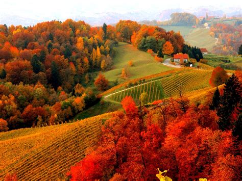 Photographie Paysage Automne Foliage Maison Arbre Vignoble Fond d'écran | Paysage automne ...