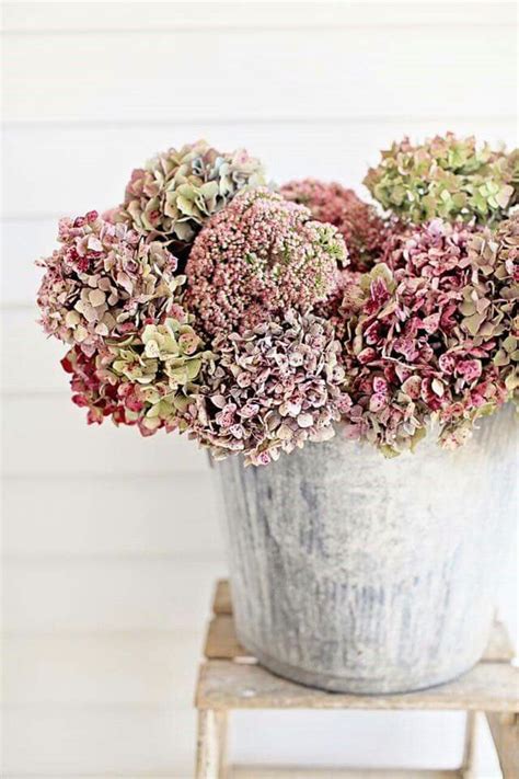 1000+ images about Hortensia / Hydrangea on Pinterest | Purple hydrangeas, Buckets and Flower