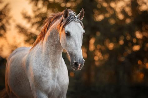 Download Bokeh Animal Horse HD Wallpaper