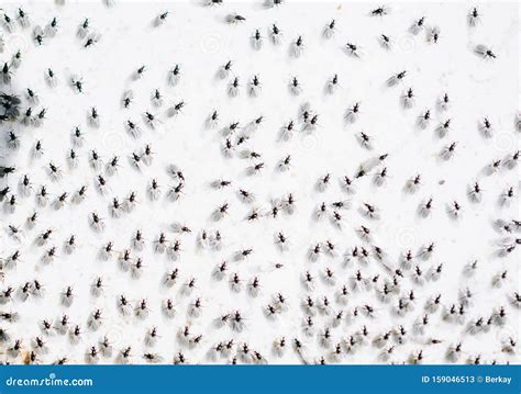 A Swarm of Flying Ants Gather on White Background Stock Image - Image of buzz, termite: 159046513