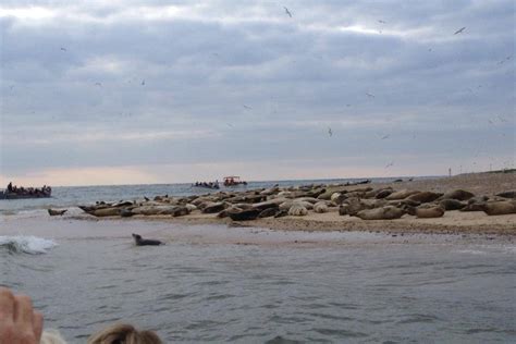 Where to see the seals in Norfolk UK | Visit Norfolk