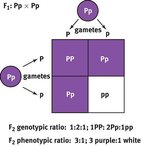 What Is A Punnett Square And Why Is It Useful In Genetics. - PPT - MENDELIAN GENETICS PowerPoint ...