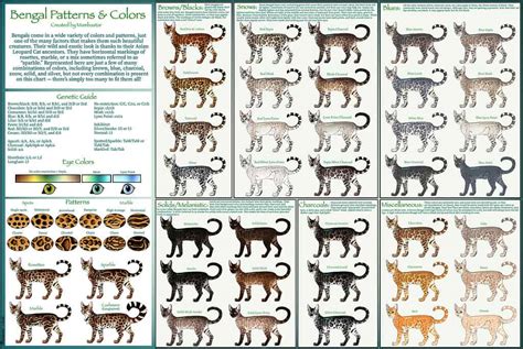 Bengal Cat Colors: Rarest to Most Common - A-Z Animals